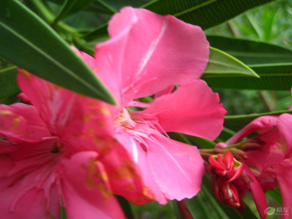 红色夹竹桃