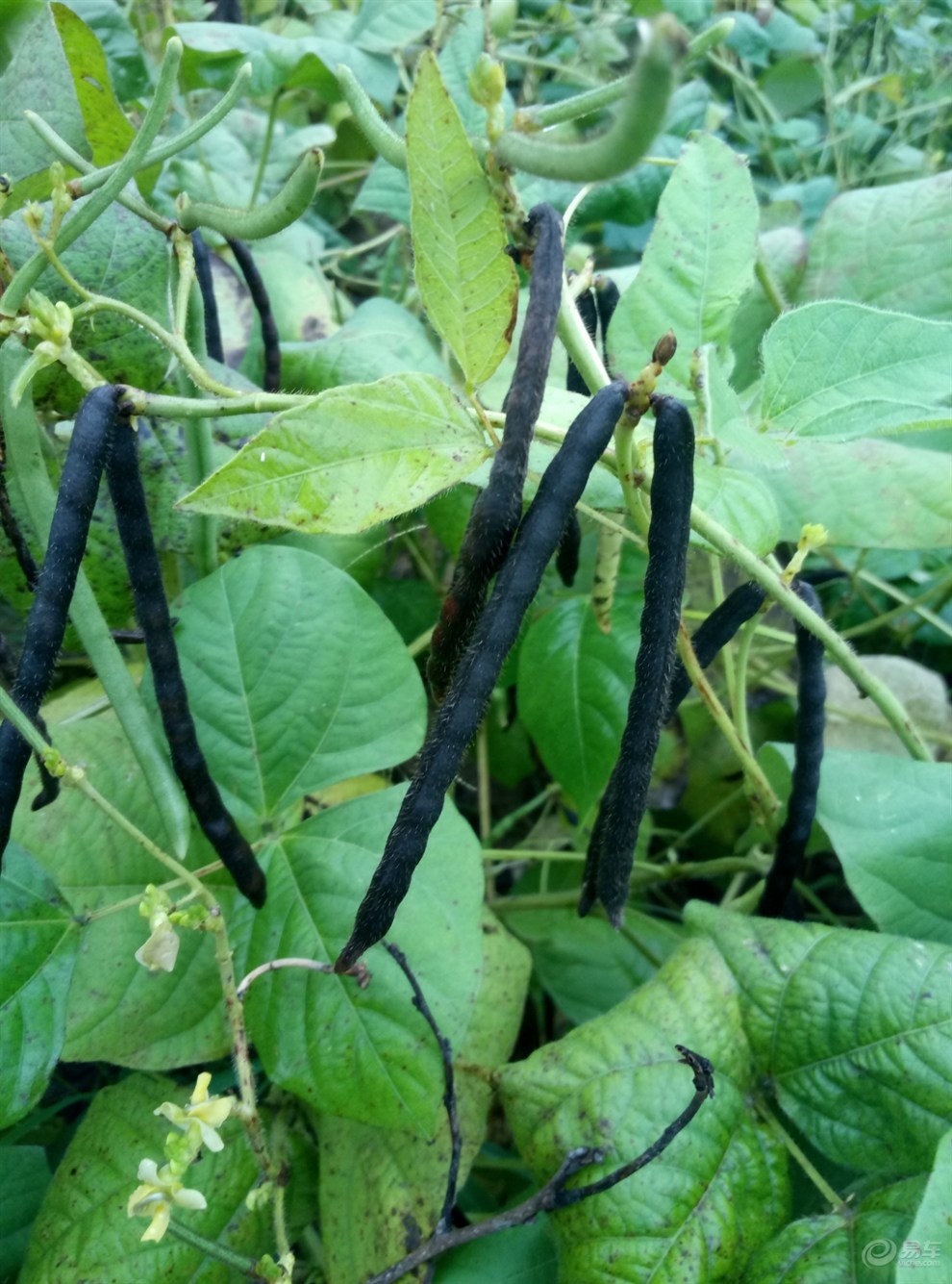 【绿豆熟了】_安徽社区图片集锦_汽车论坛-易车网