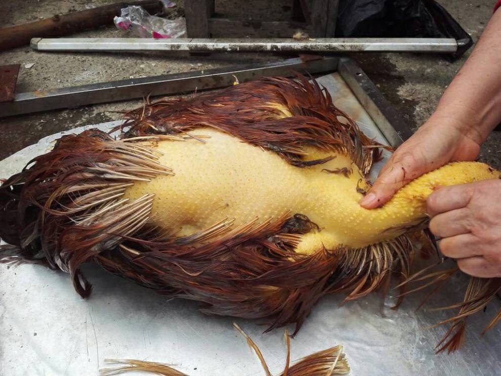 【养了两年的阉鸡】_广西社区图片集锦_汽车论坛-易车网