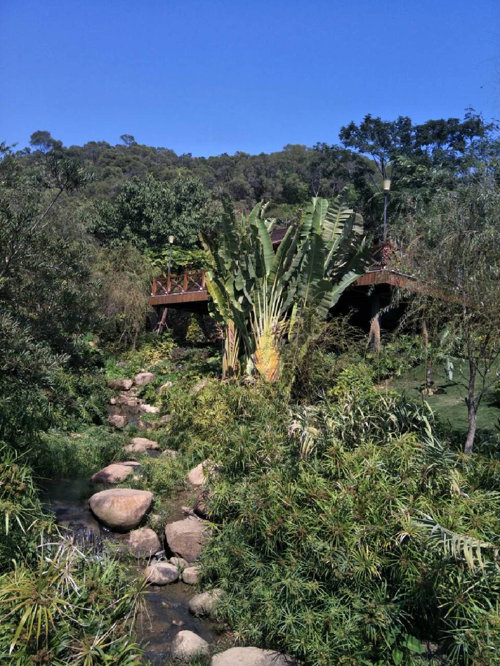 廈門海滄大屏山櫻花