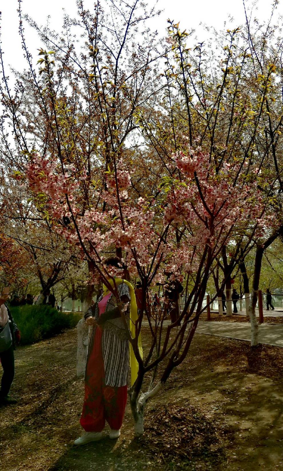 【支持賽歐社區】春意盎然北京玉淵潭公園賞櫻花