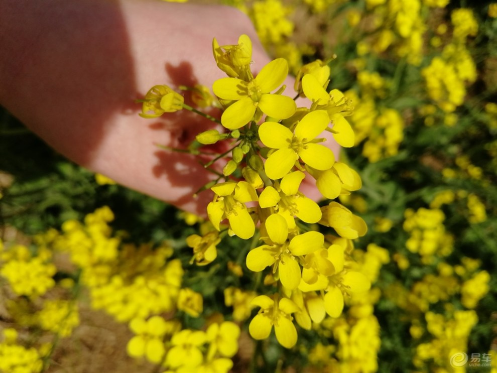 開春看個油菜花