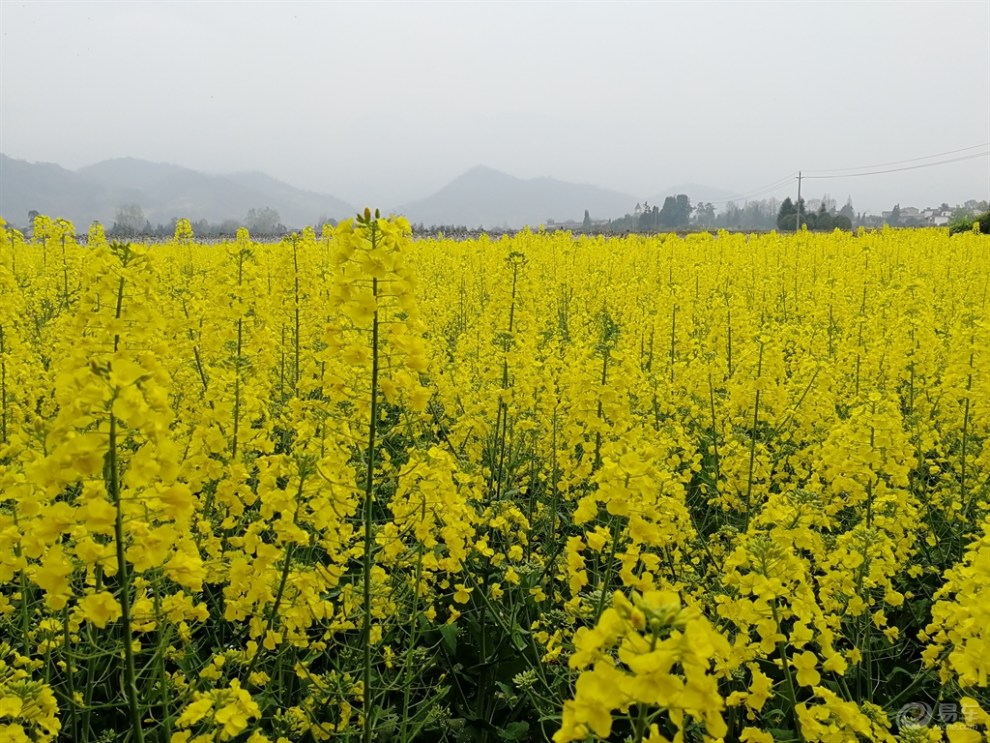 易起踏青#【四川cs35車友會】帶上家人看油菜花