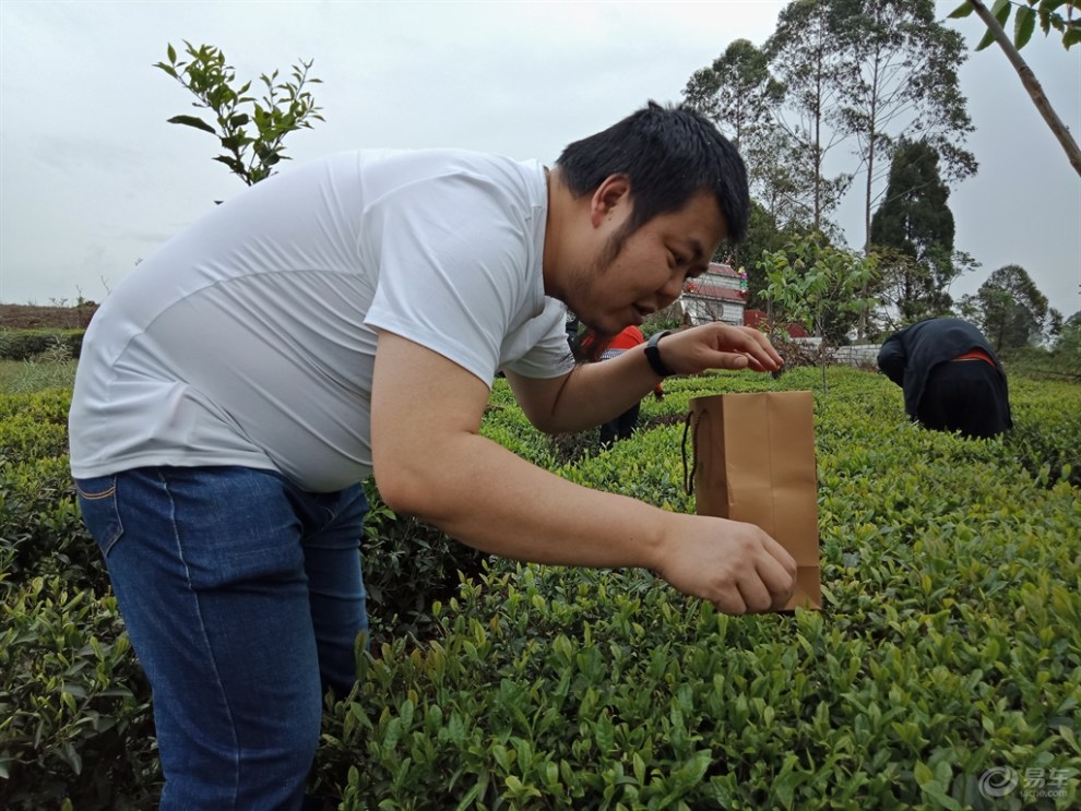 【易起踏青】車友們歡聚茶園,體驗茶葉採摘的樂趣!