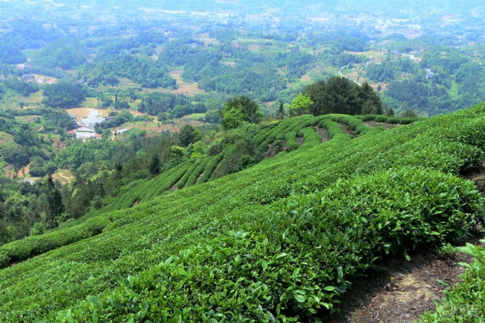 【游记】茶山竹海
