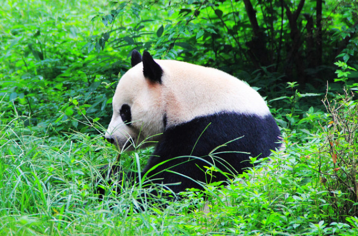 支持山西论坛之熊猫基地