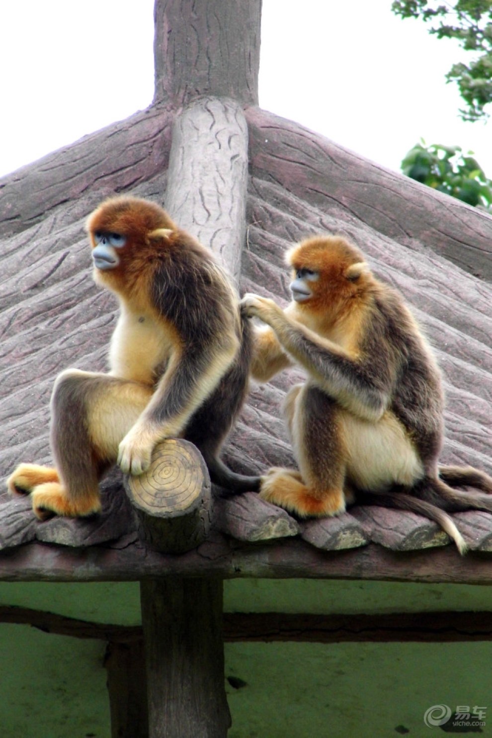 【支持瑞虎5x社区】动物园看动物的乐趣