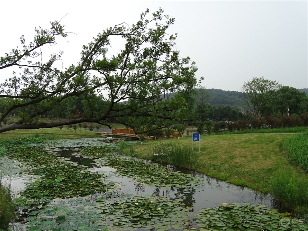 在路上#【无锡长安suv联盟】欣赏太湖湾海棠园的美