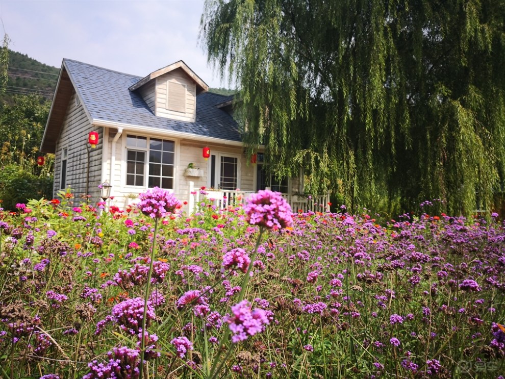 【无锡长安suv联盟】探究密云人间花海薰衣草庄园