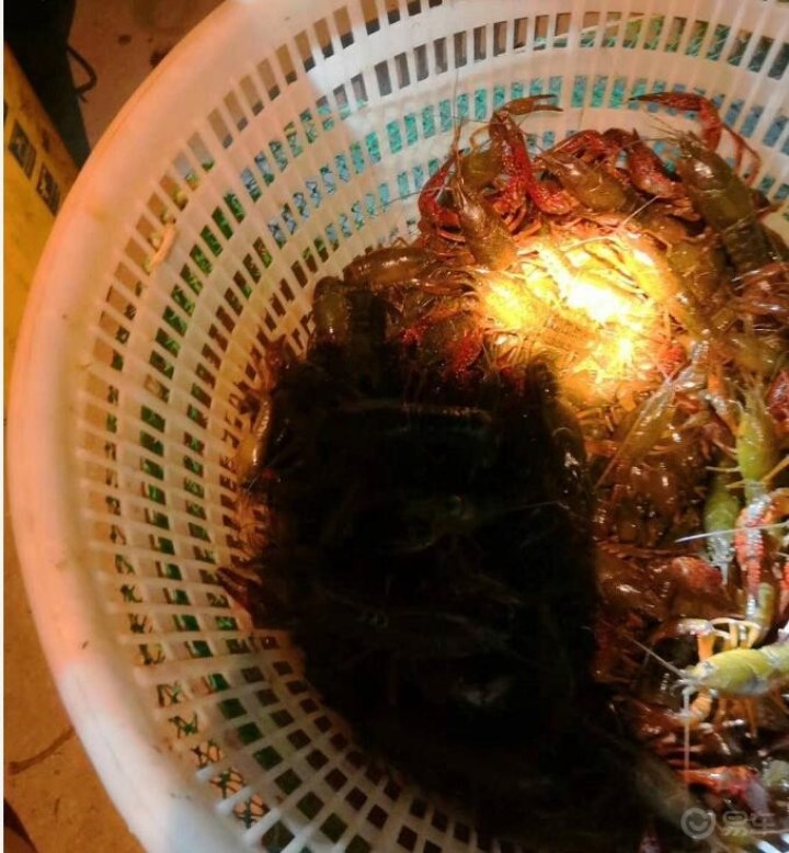农村小河沟晚上来了一帮人摸黑抓小龙虾
