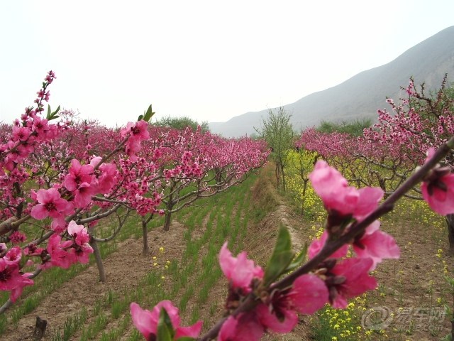 【2012年4月21日民和自駕遊,賞桃花,吃百家飯】_青海論壇圖片集錦