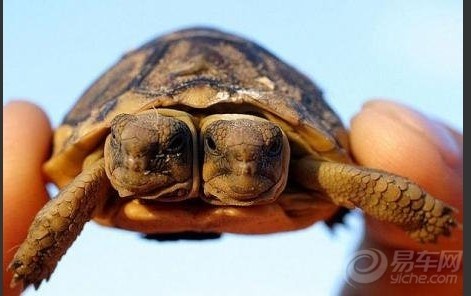 太神奇了!双头动物