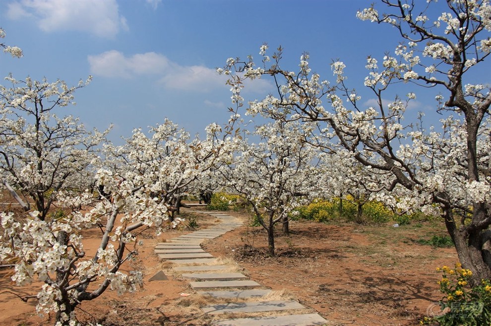 【原创】清明假期畅游刘村梨园